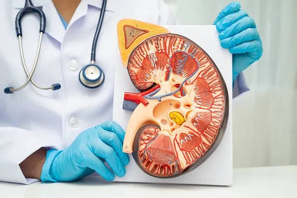 How High Blood Pressure Affects Your Kidneys